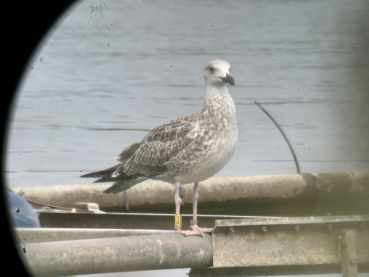 Herring Gull (European) - ML622862150