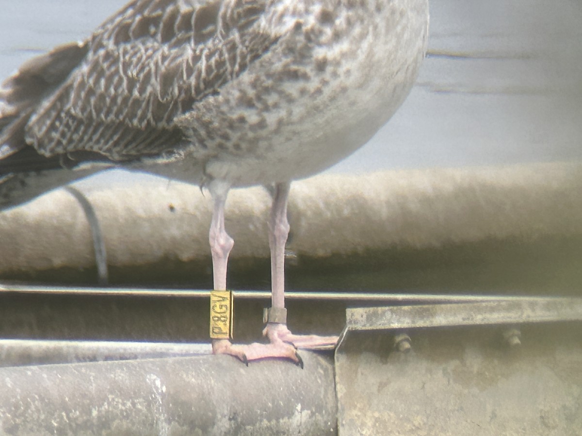 Herring Gull (European) - Sławomir Karpicki