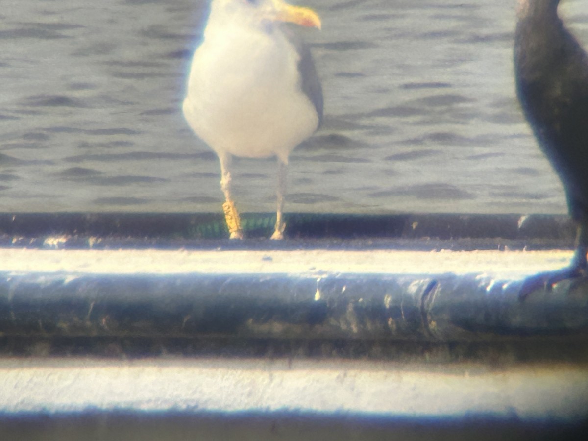 Herring Gull (European) - ML622862152