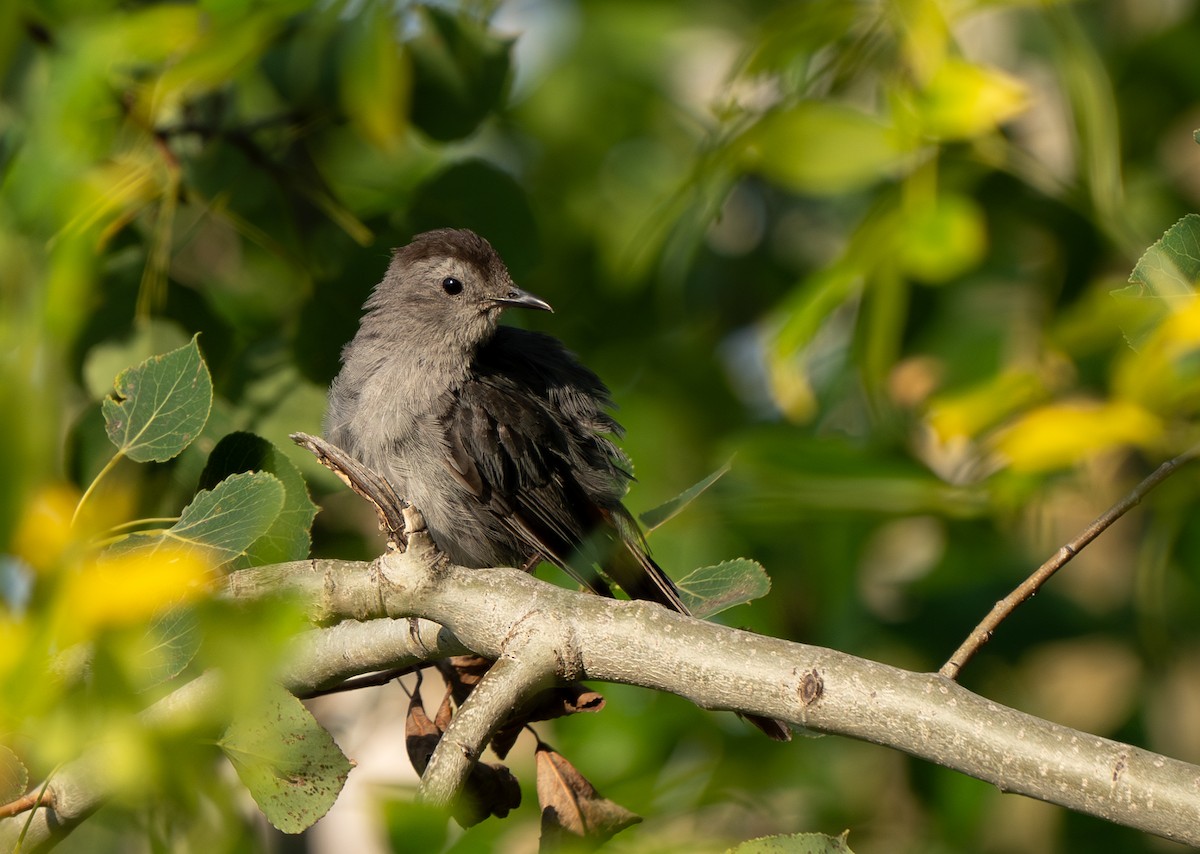 Gray Catbird - ML622862204