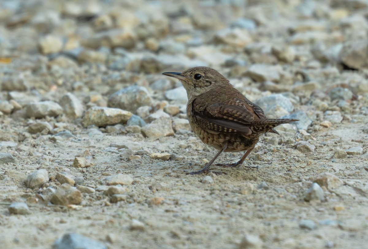 Northern House Wren - ML622862212