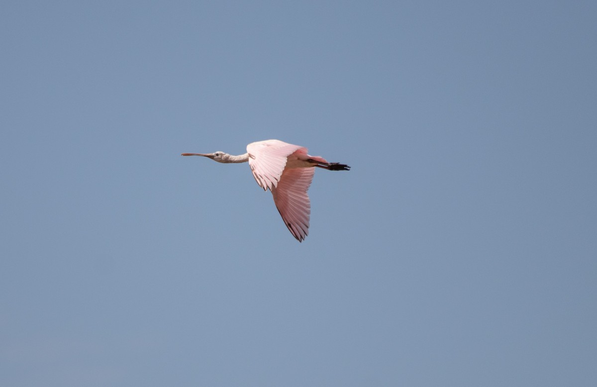 Roseate Spoonbill - ML622862213