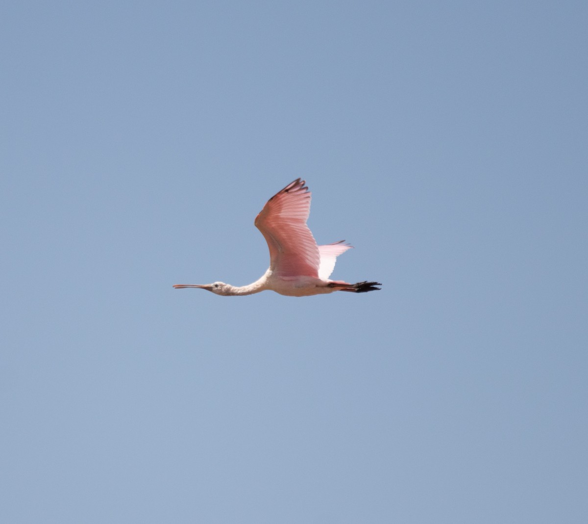 Roseate Spoonbill - ML622862214