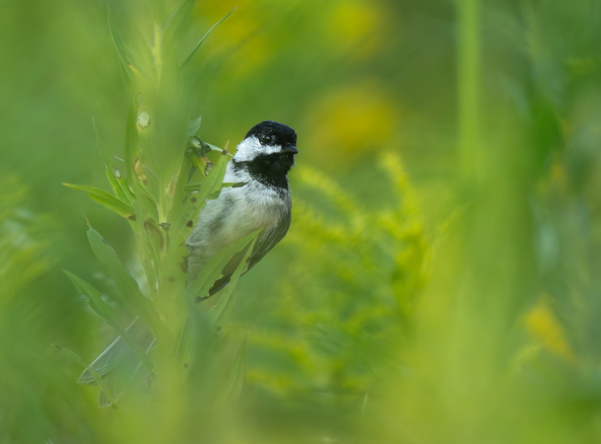 Black-capped Chickadee - ML622862215