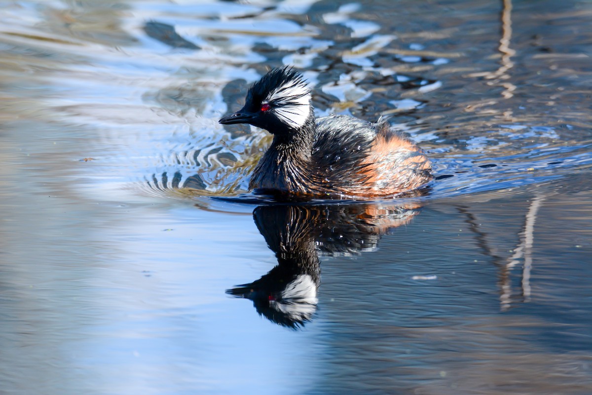 White-tufted Grebe - Leonardo Zoat