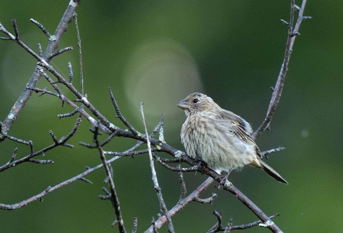 House Finch - ML622862218