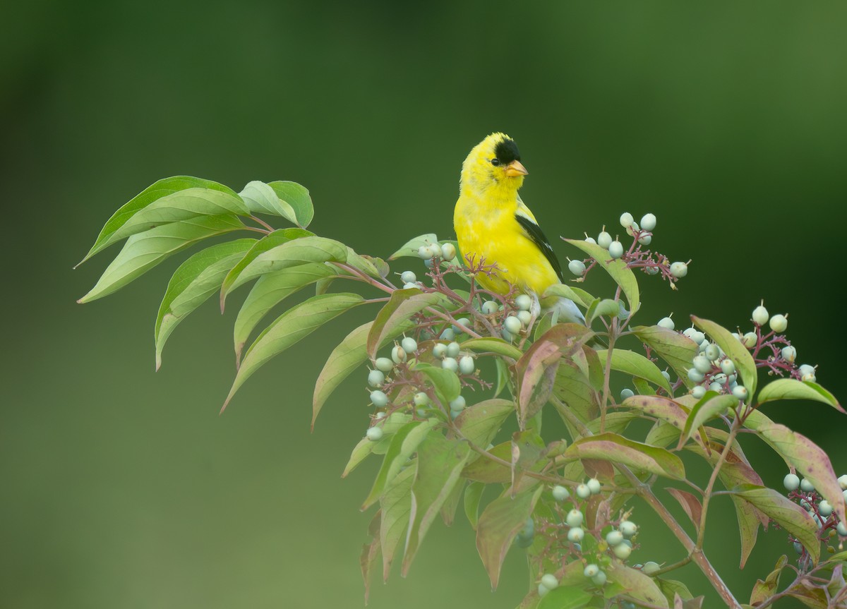 American Goldfinch - Lili Banta