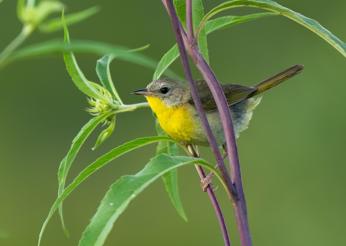 Common Yellowthroat - ML622862228