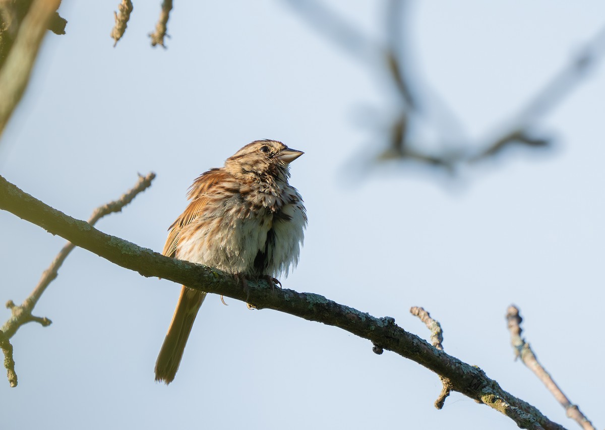 Song Sparrow - ML622862232