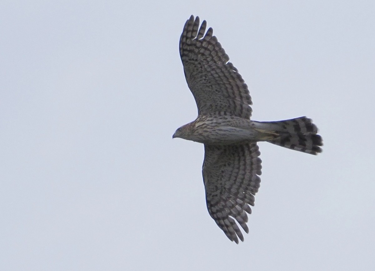 Cooper's Hawk - ML622862260