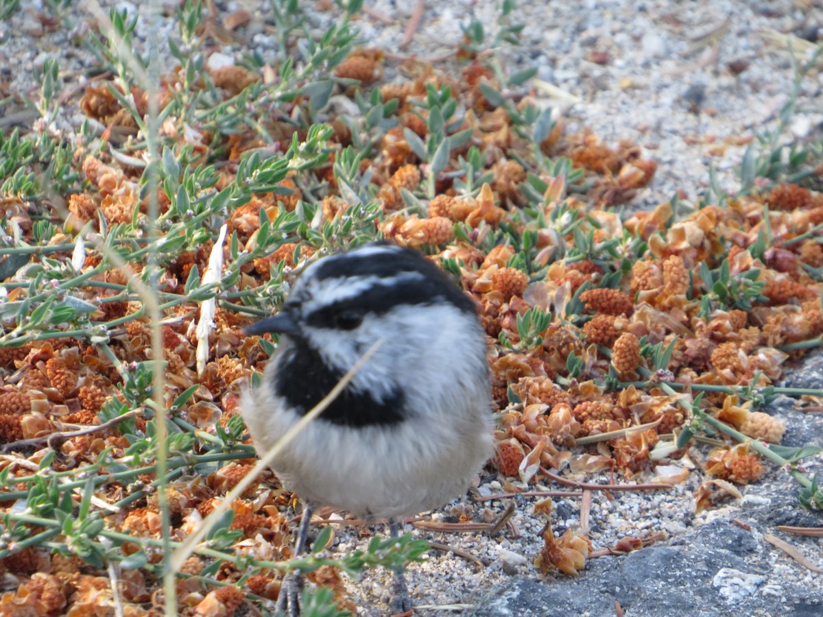 Mountain Chickadee - ML622862274