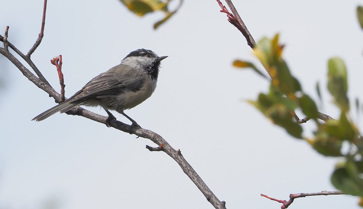 Mountain Chickadee - ML622862290