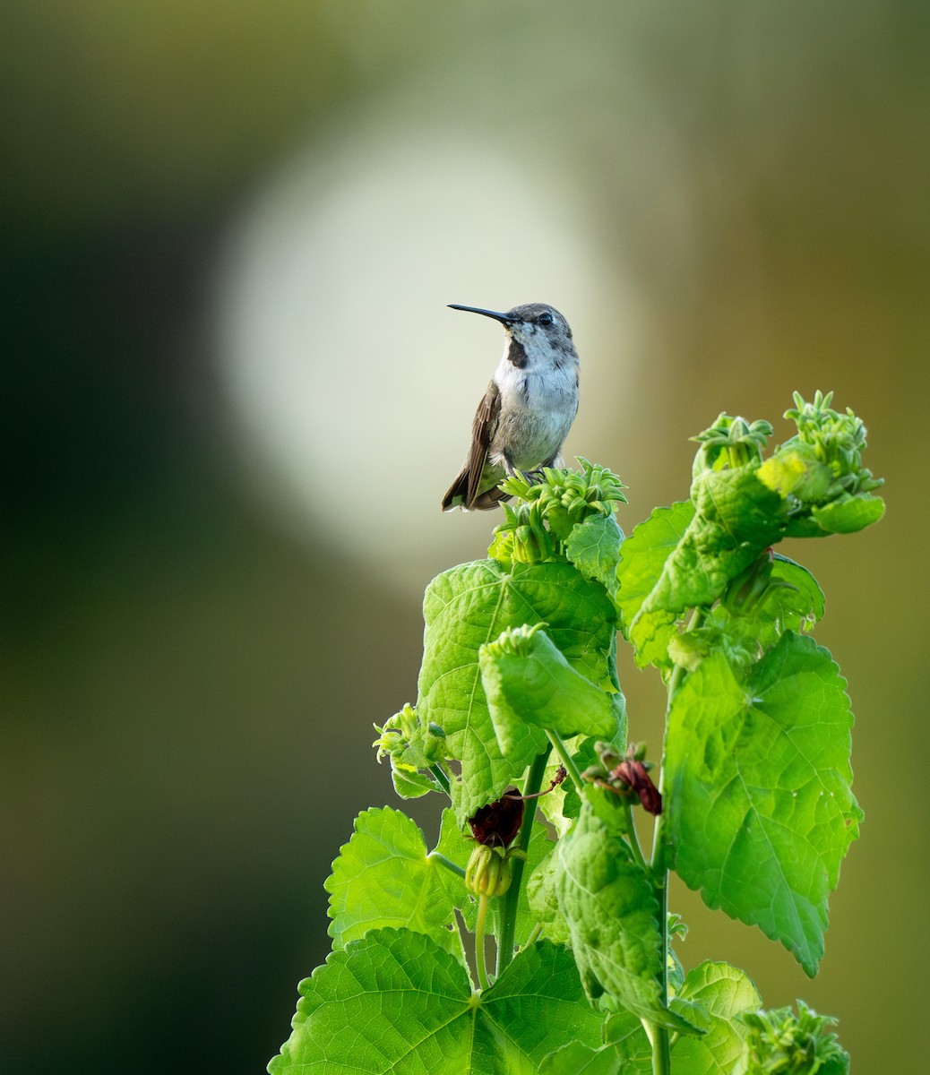Black-chinned Hummingbird - ML622862457