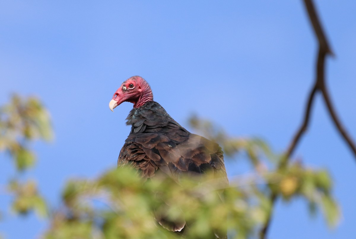 Turkey Vulture - ML622862474