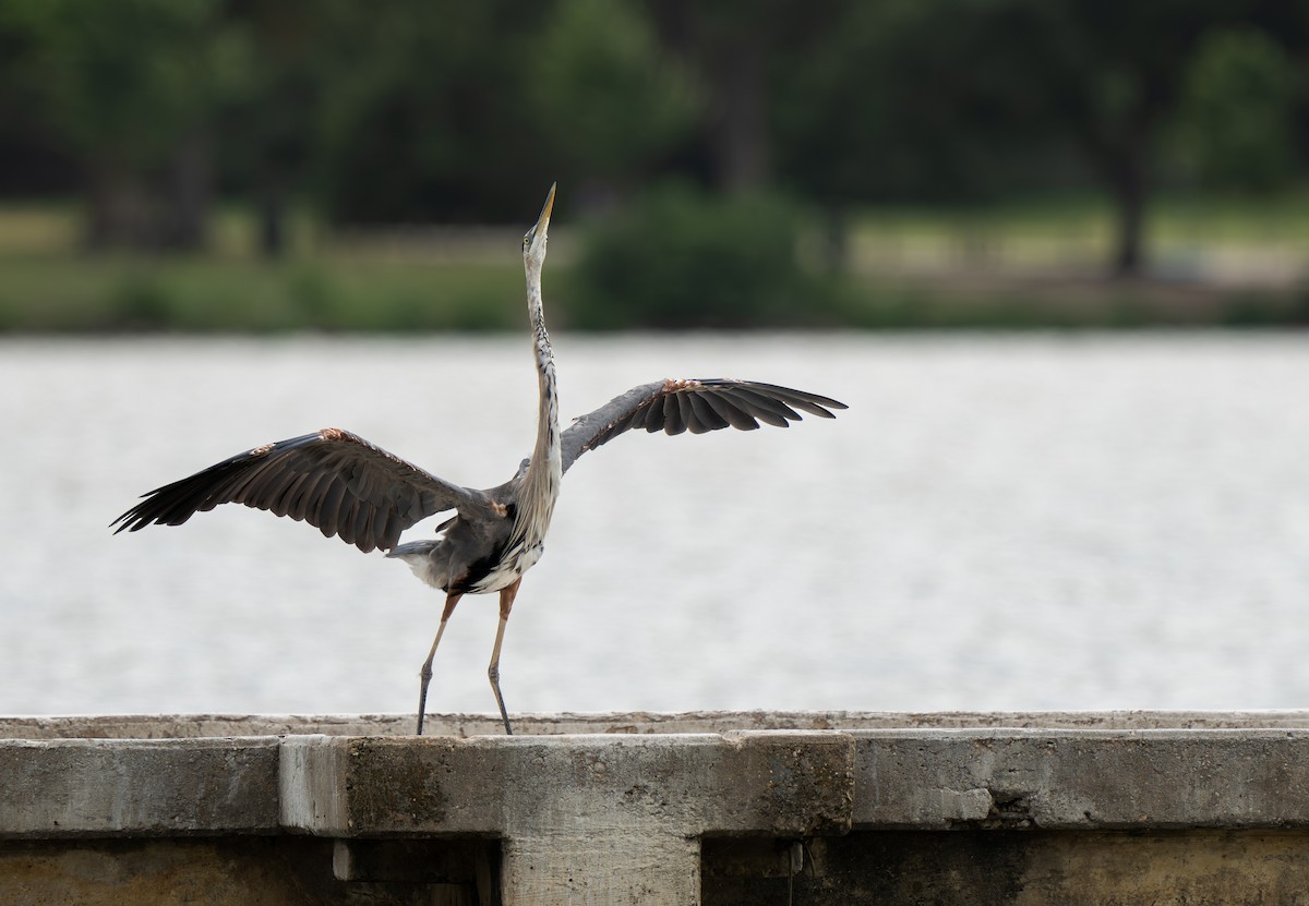 Great Blue Heron - ML622862475