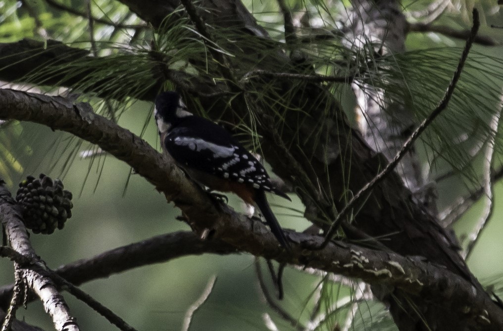 Great Spotted Woodpecker - ML622862614