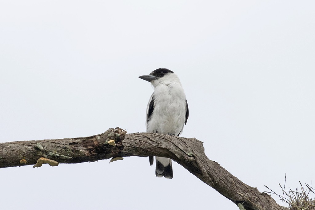 Black-crowned Tityra - ML622862634