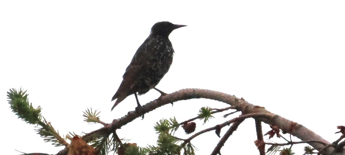 European Starling - ML622862636