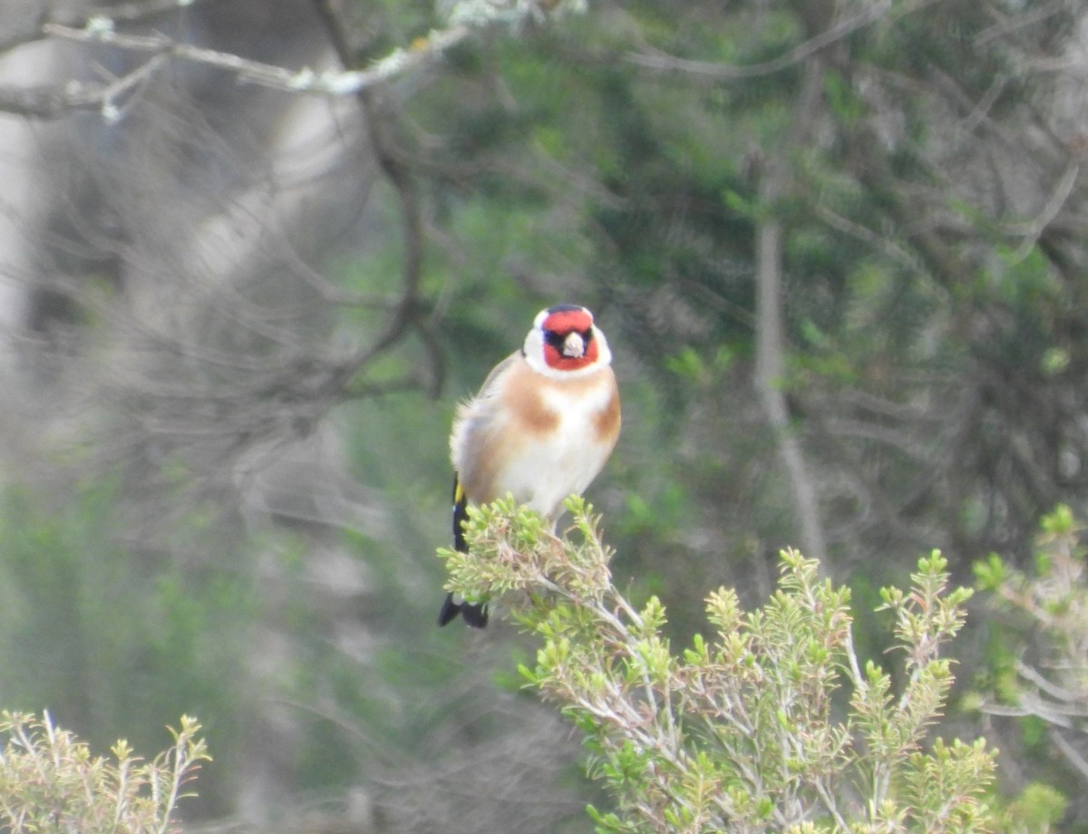 Бор бужирга - ML622862865