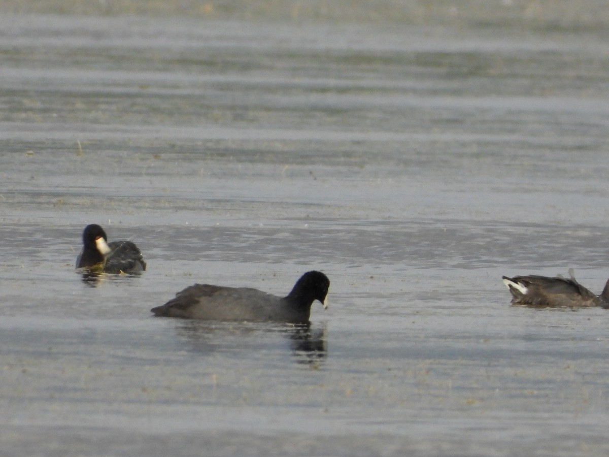 American Coot - ML622862866