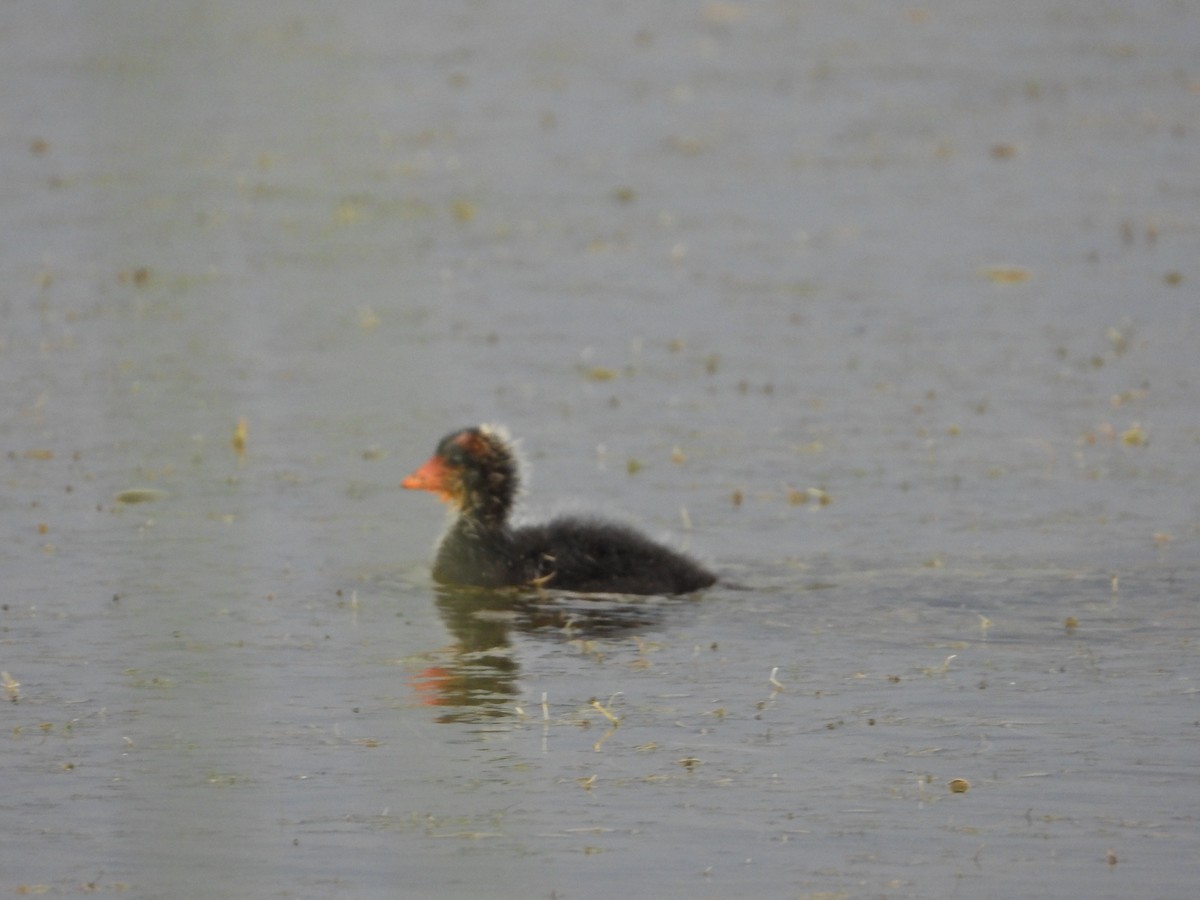 American Coot - ML622862867