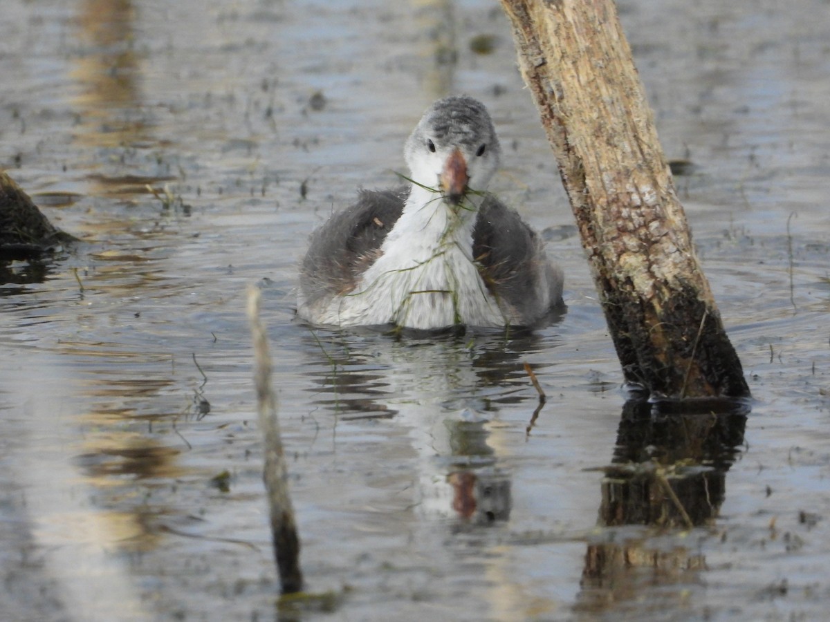 American Coot - ML622862868