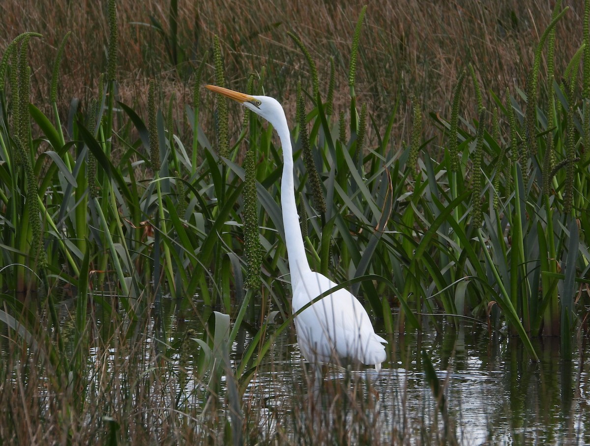 Цасч дэглий - ML622862890