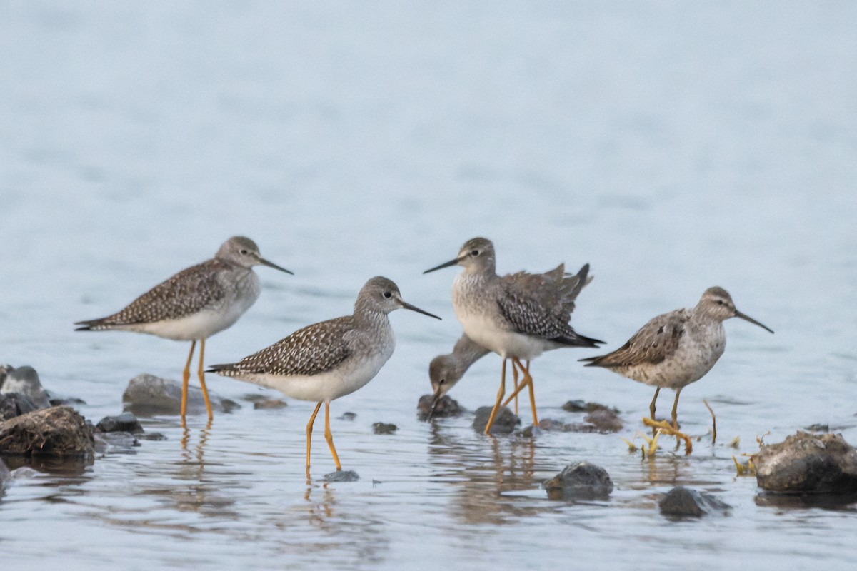 Stilt Sandpiper - Christiana Fattorelli