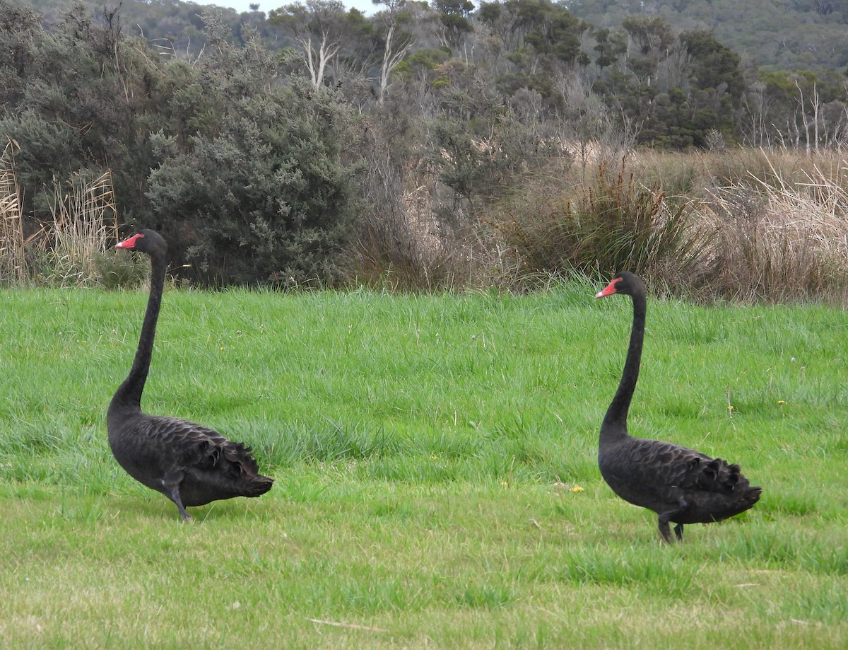 Black Swan - ML622862909