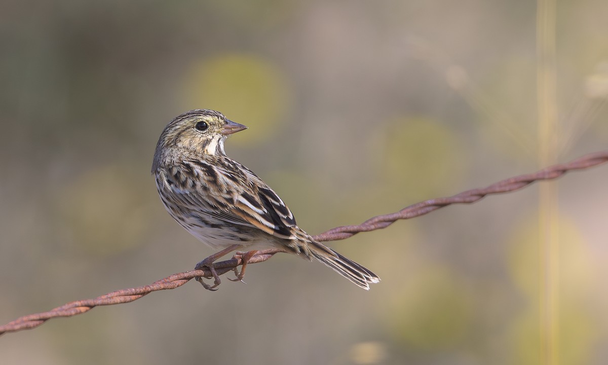 Savannah Sparrow - ML622862928