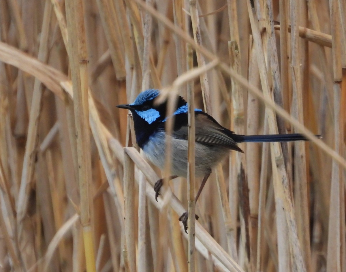 Superb Fairywren - ML622862939
