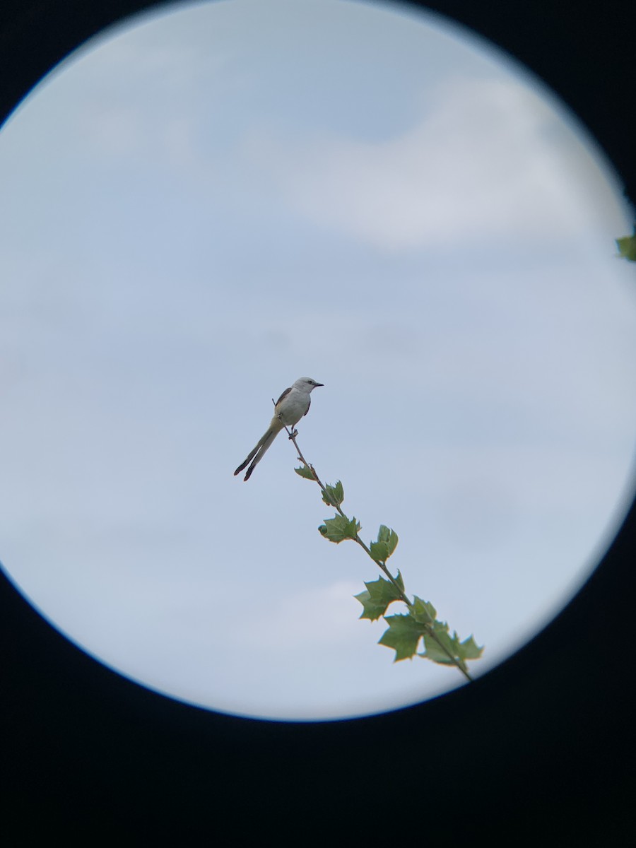 Scissor-tailed Flycatcher - ML622862941