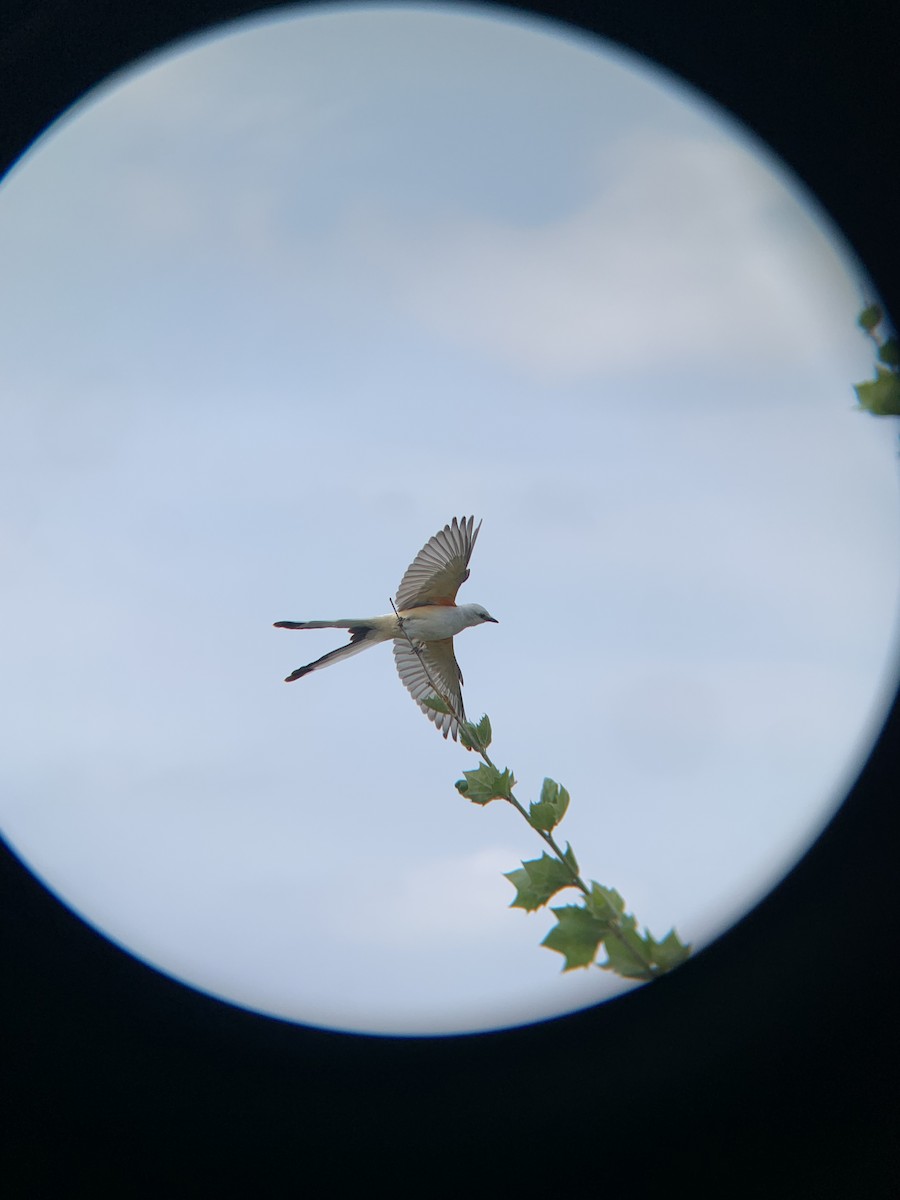 Scissor-tailed Flycatcher - ML622862942