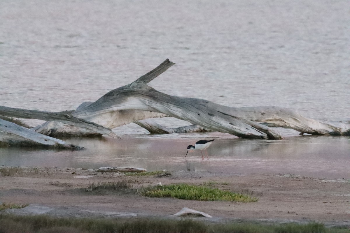 Black-necked Stilt (Hawaiian) - ML622862987