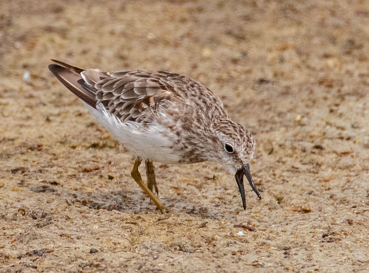 Least Sandpiper - Margaret & Fred Parkes