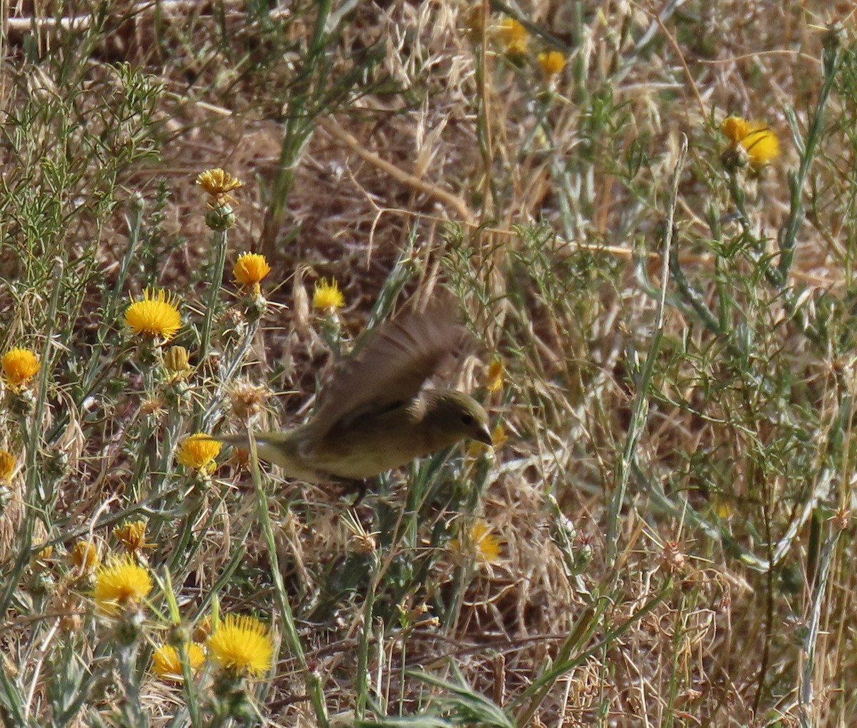 Lesser Goldfinch - Robert Solomon