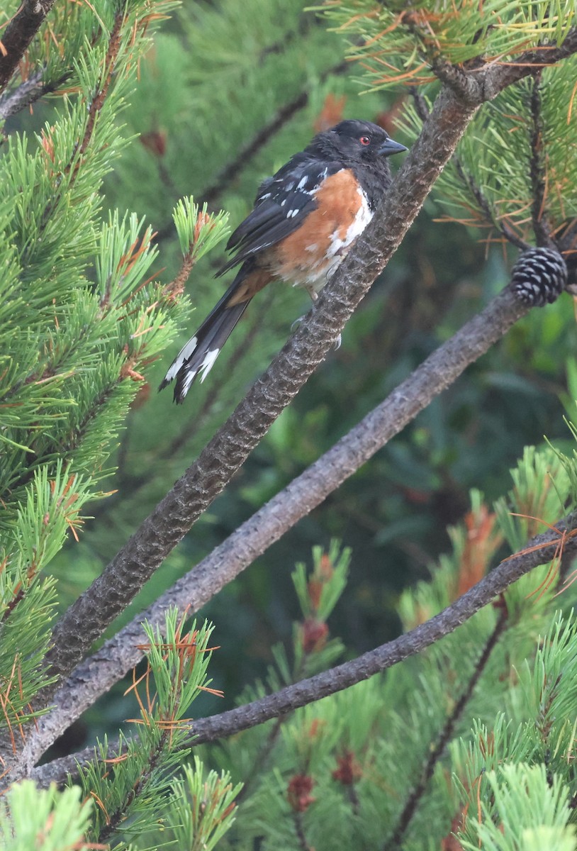 Spotted Towhee - Shep Thorp