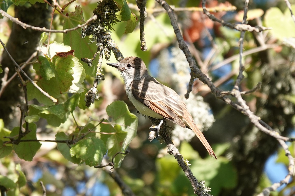 Ash-throated Flycatcher - ML622863057