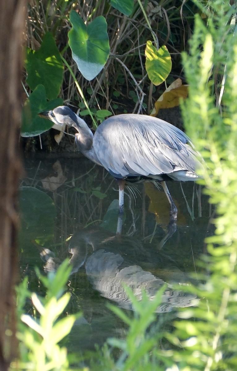 Great Blue Heron - ML622863073