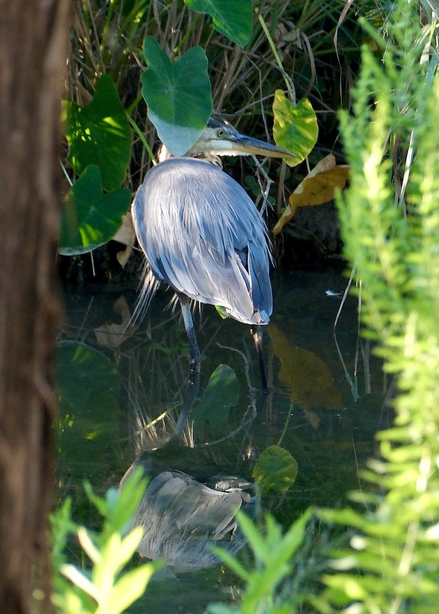 Great Blue Heron - ML622863074