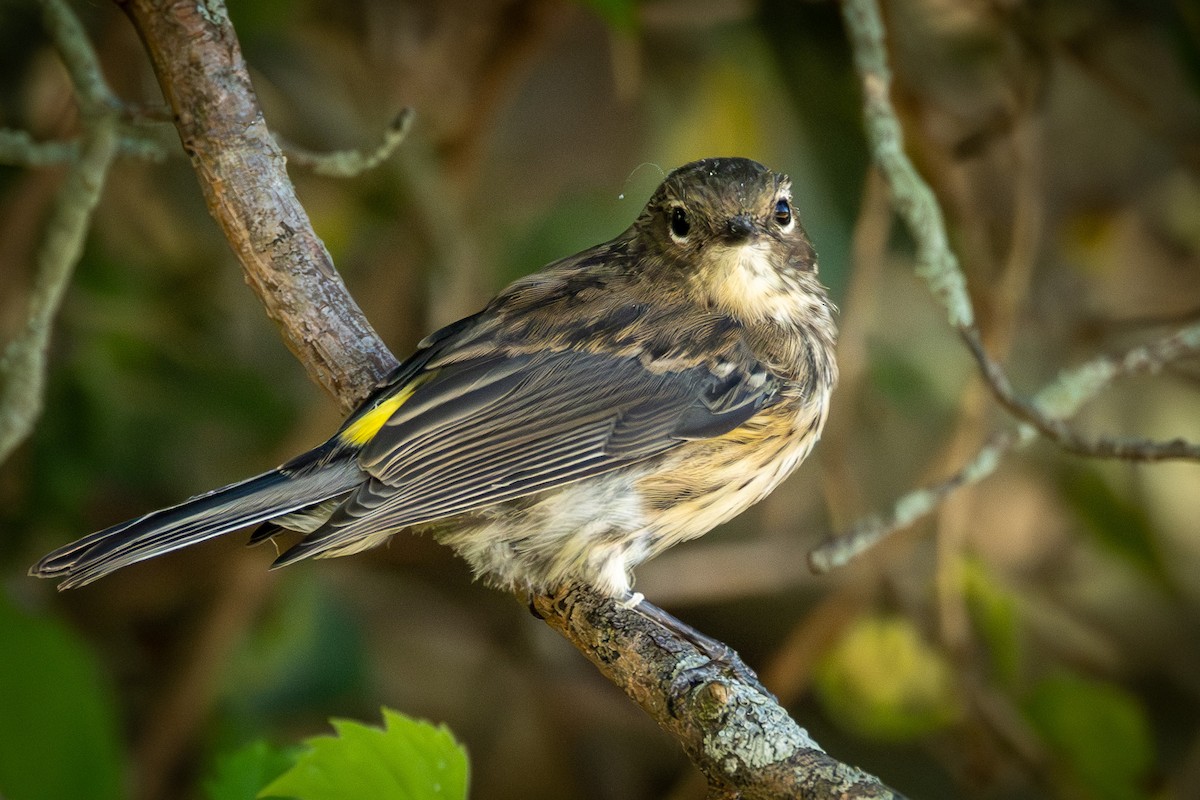 Yellow-rumped Warbler - Amy Kohlhepp