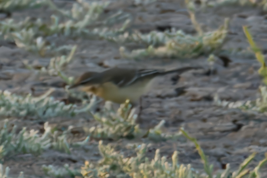 Eastern Yellow Wagtail (Eastern) - Merryl Edelstein