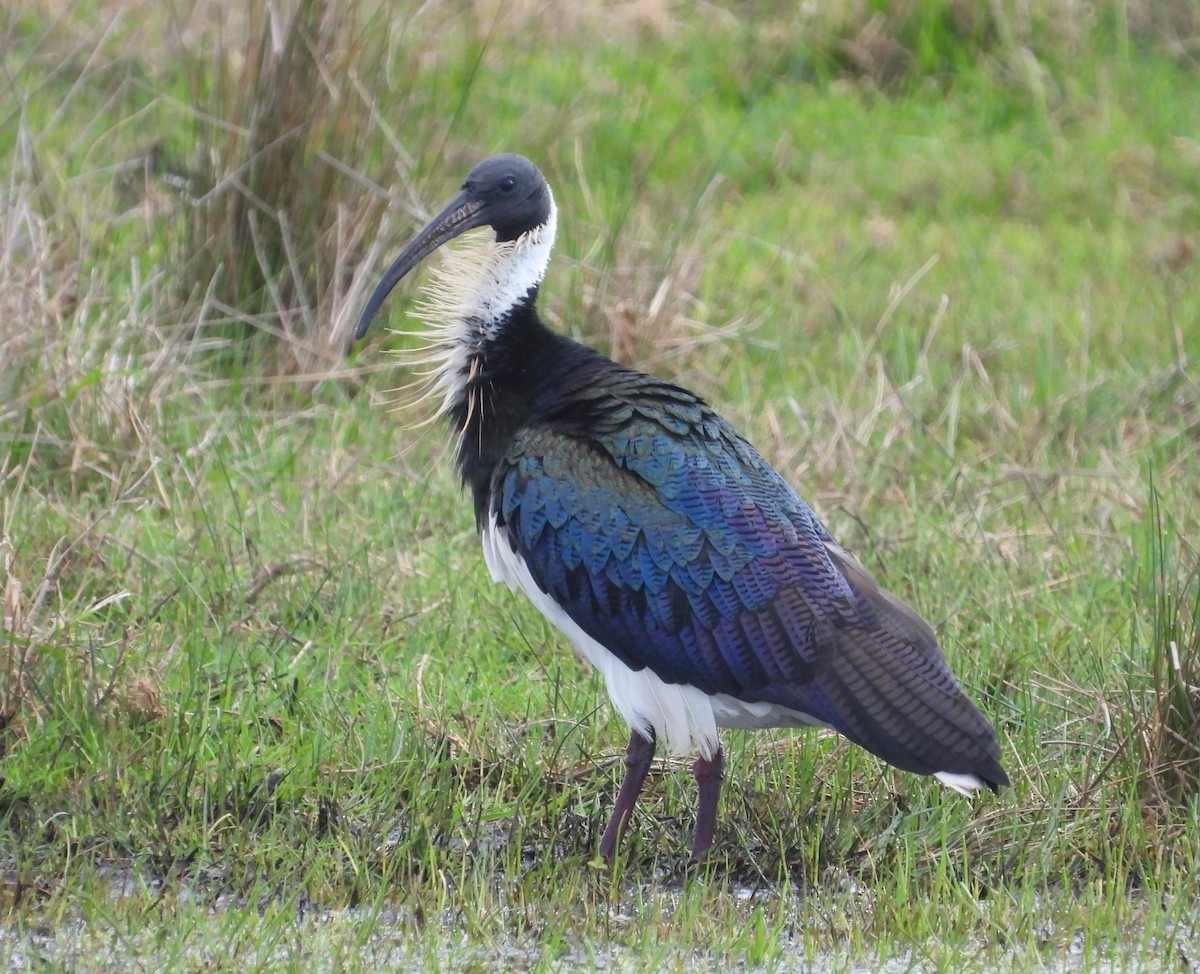 stråibis - ML622863119