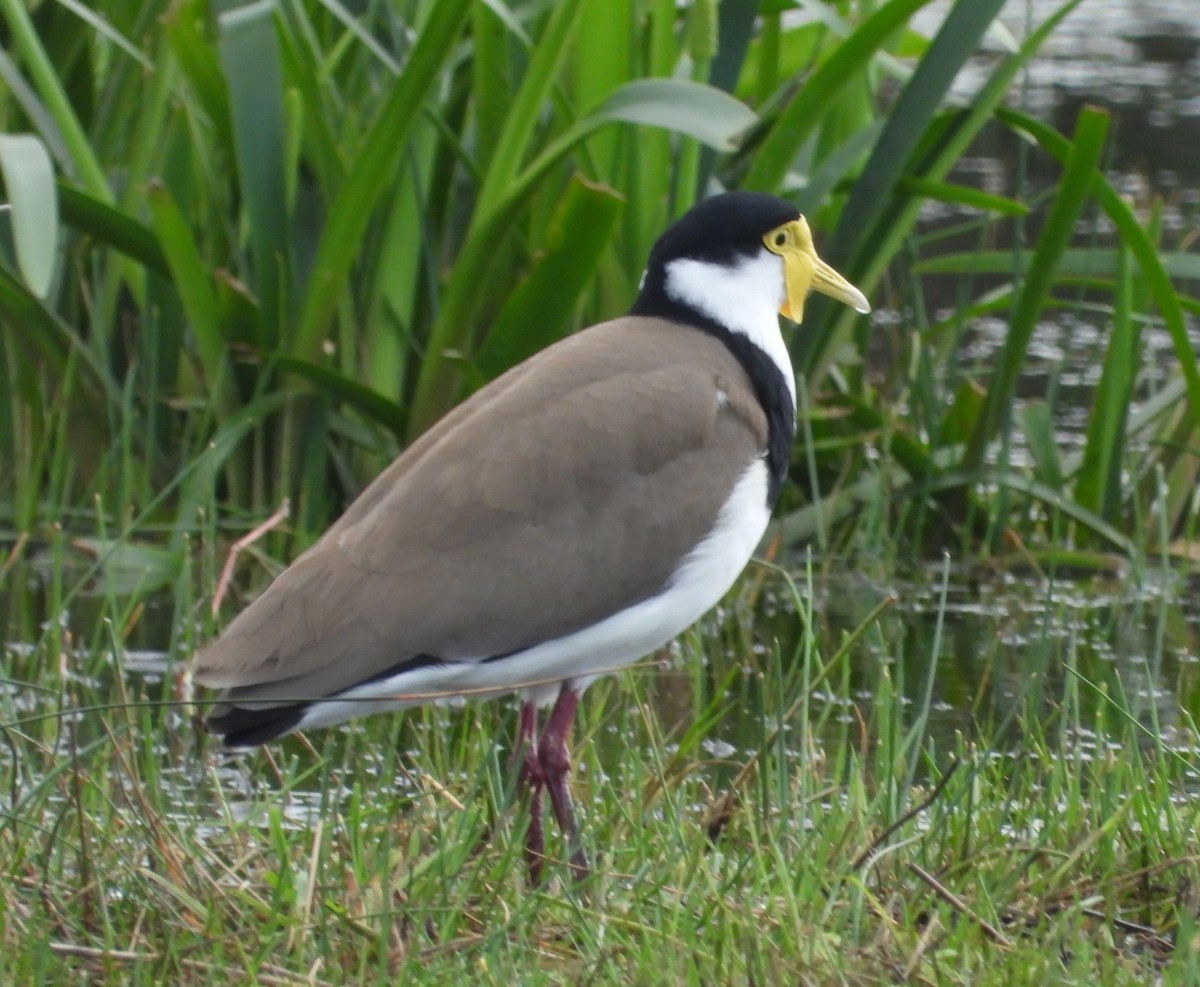 Masked Lapwing - ML622863129