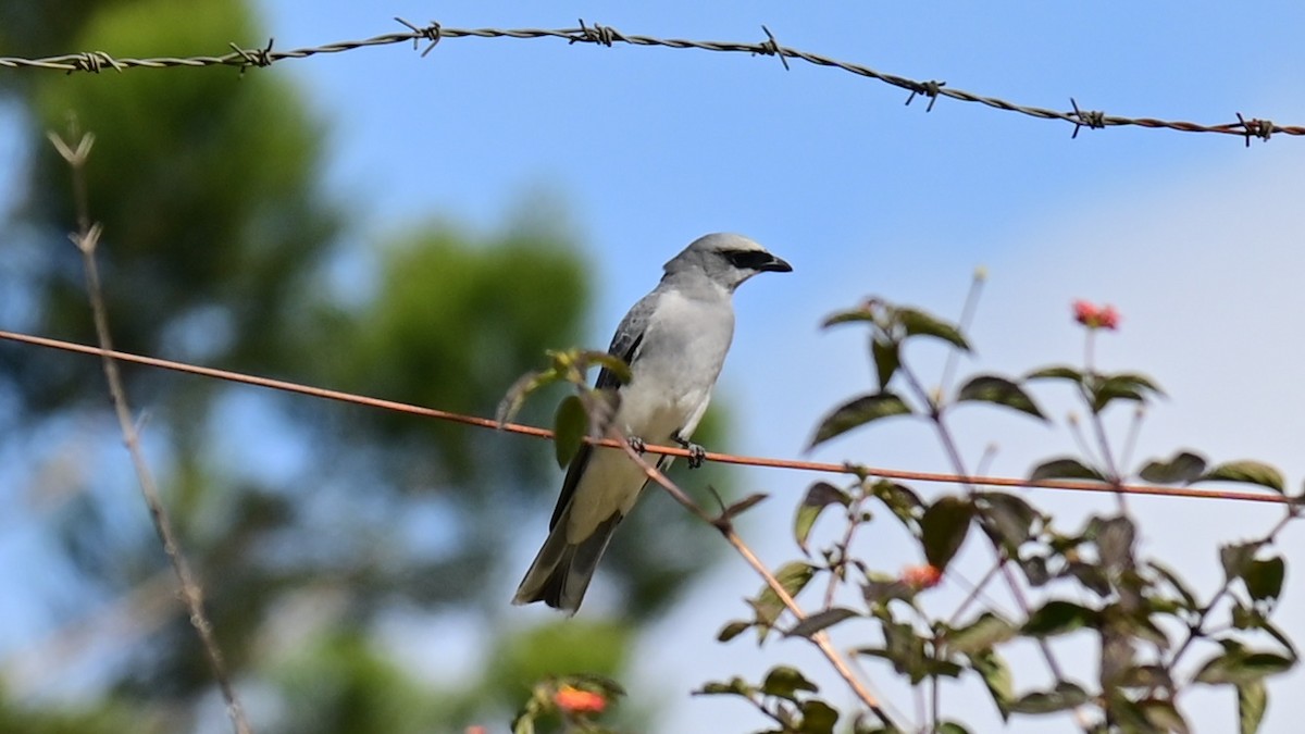 White-bellied Cuckooshrike - ML622863143