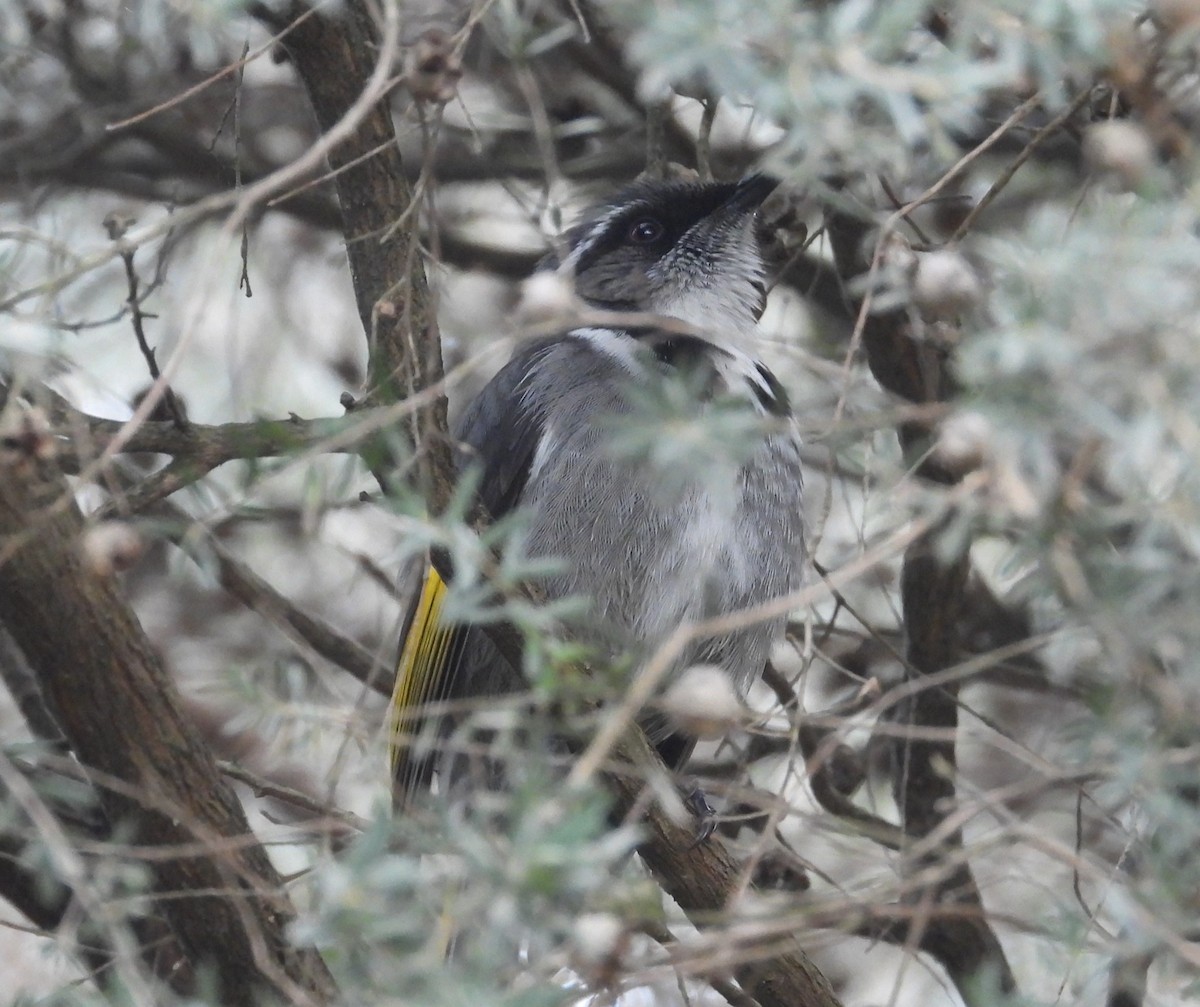 Crescent Honeyeater - ML622863194