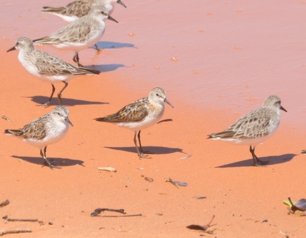 Little Stint - ML622863204