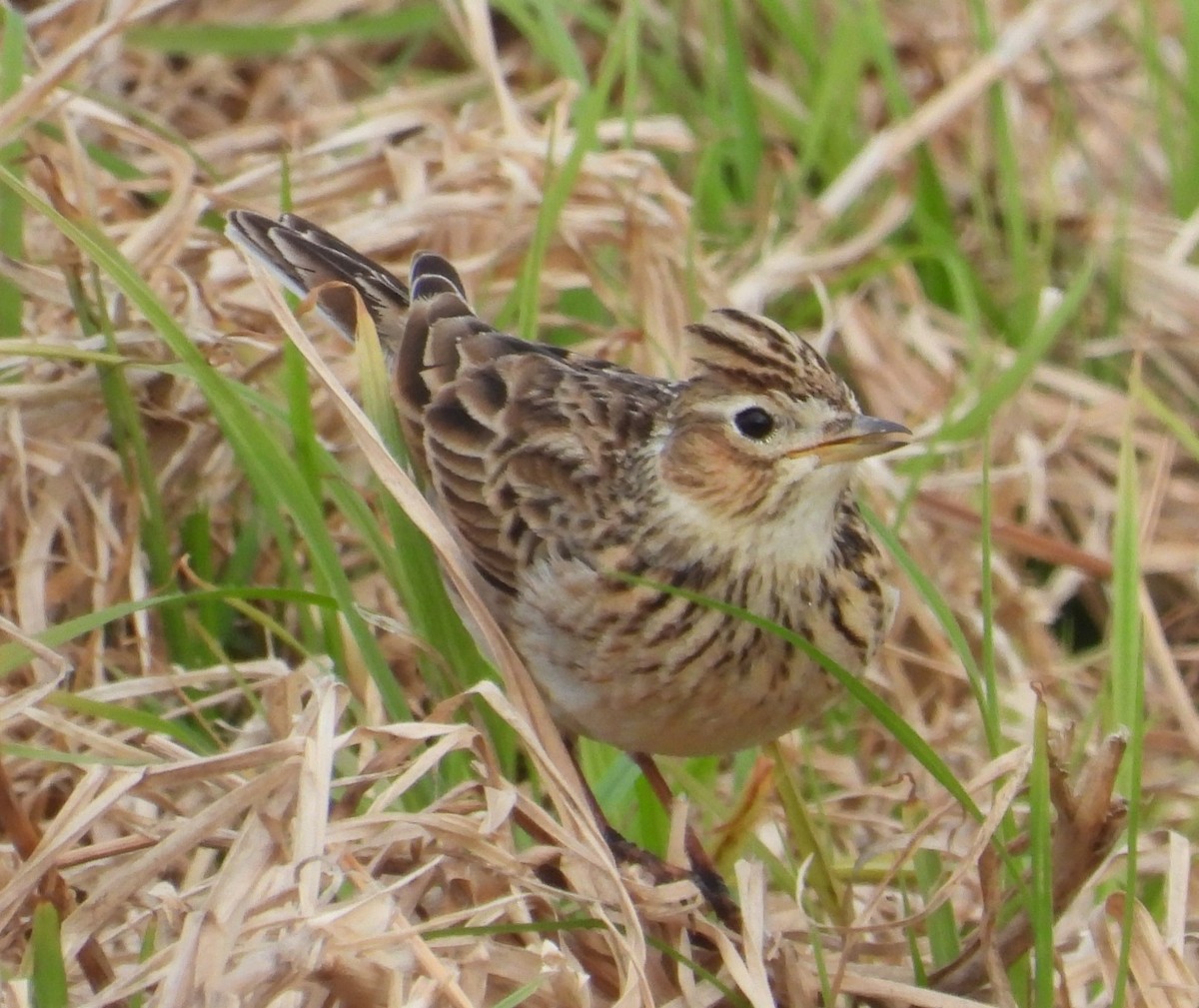 Боролзой болжмор - ML622863212