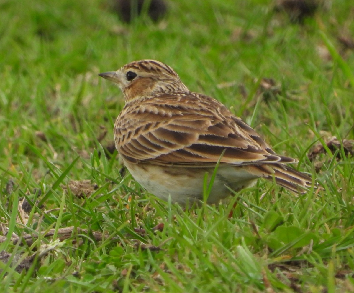 Боролзой болжмор - ML622863215