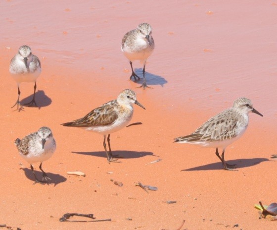 Little Stint - ML622863216